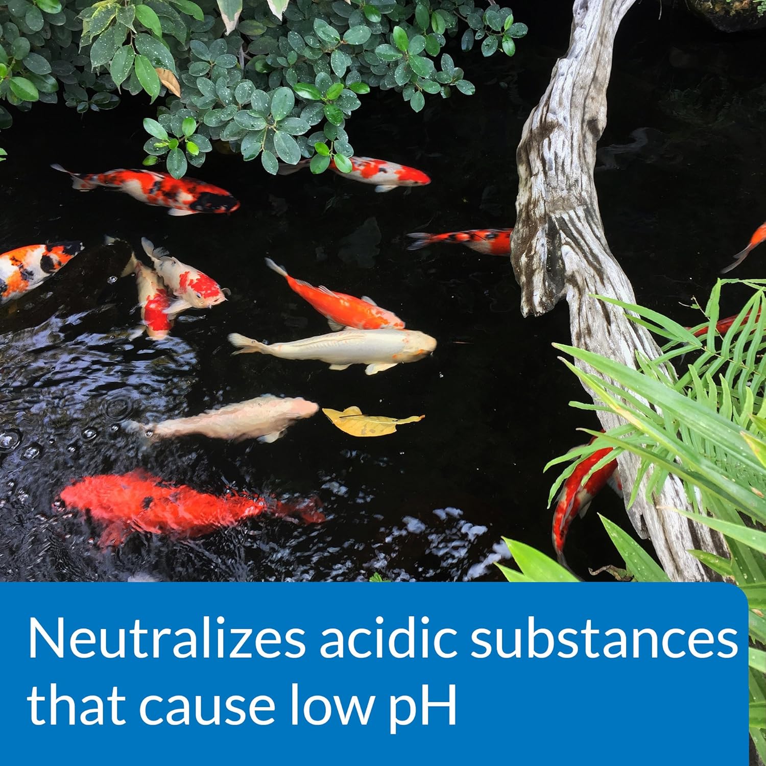 API Pond pH Up 16 oz