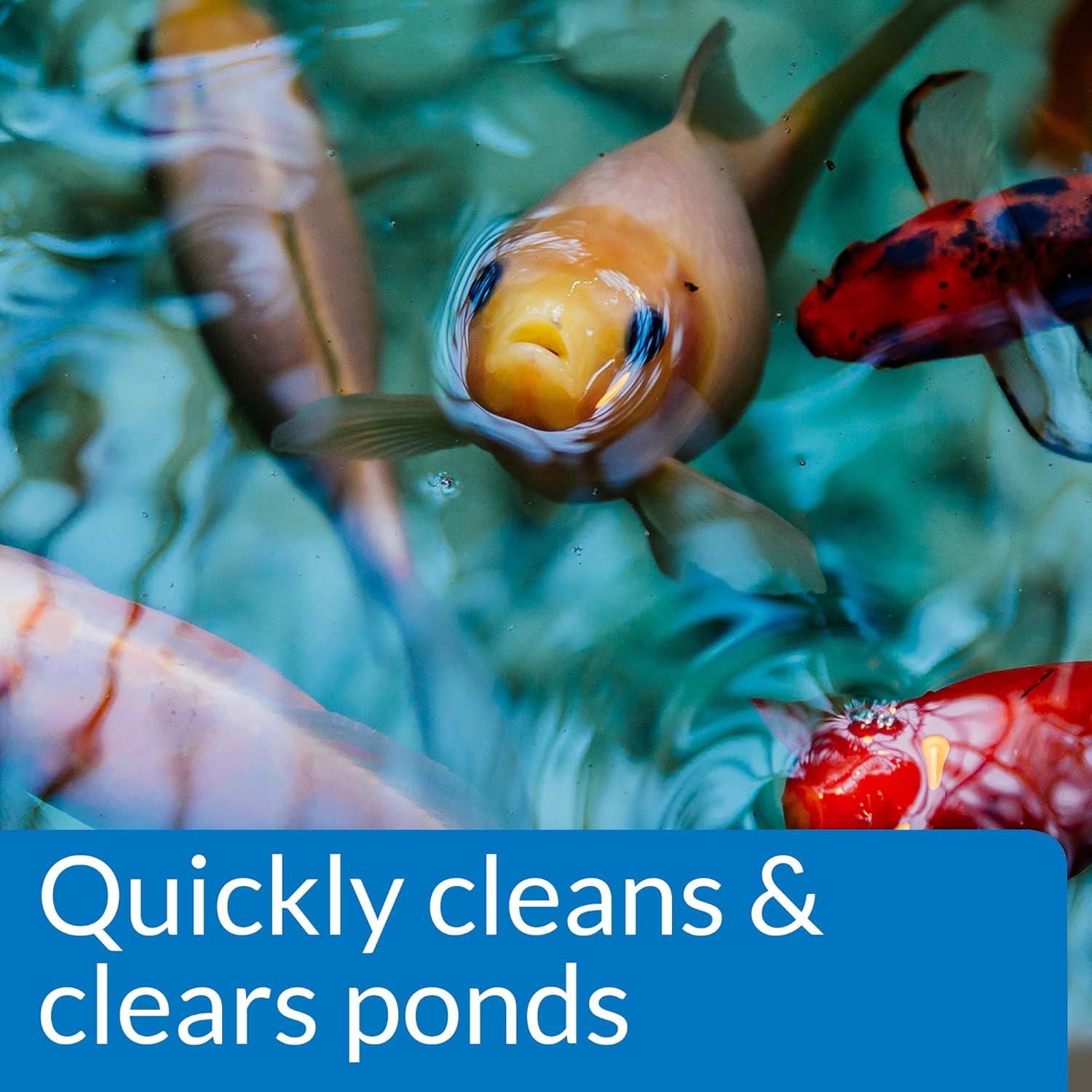 API Pond Simply Clear 16 oz