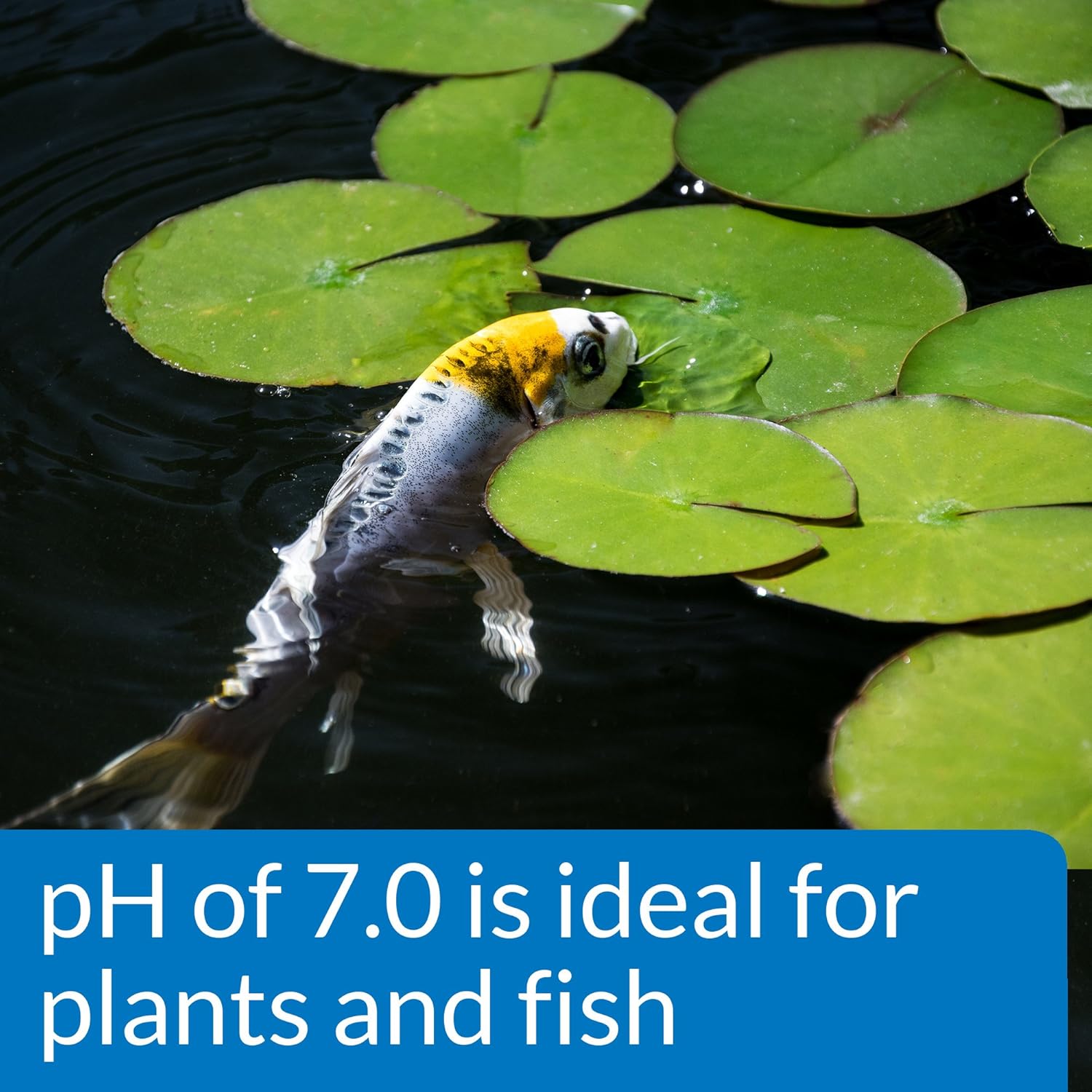 API Pond Wide Range pH Test Kit