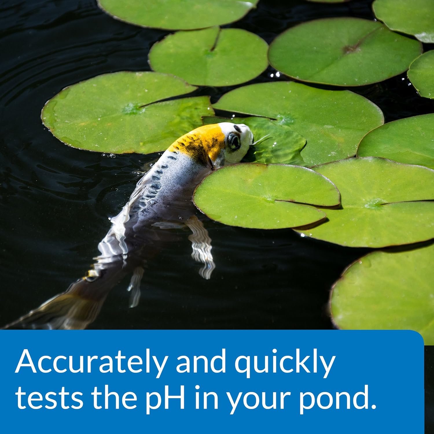 API Pond Wide Range pH Test Kit