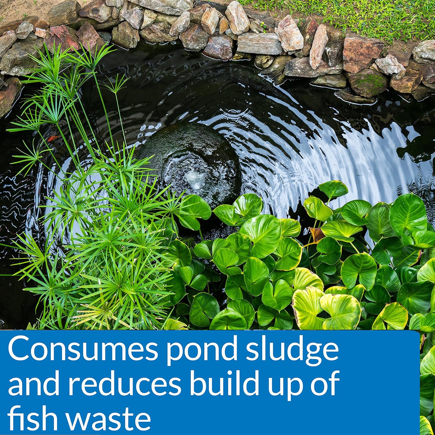 API Pond Zyme Sludge Destroyer 8 oz