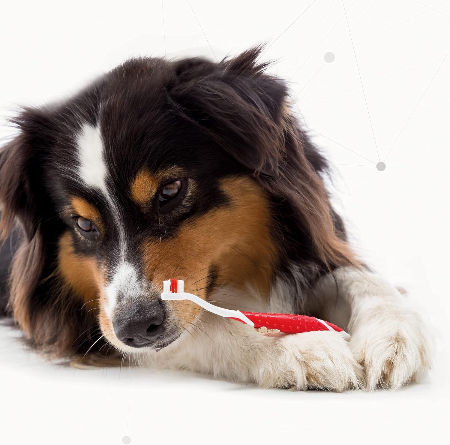 Beaphar Toothbrush