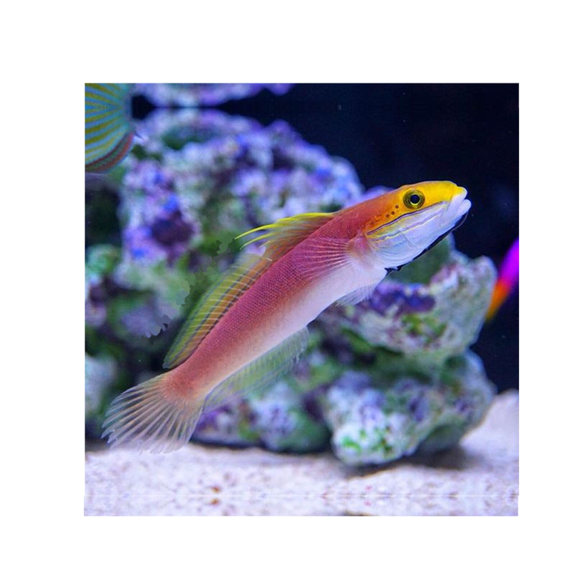 Bella Rose Goby