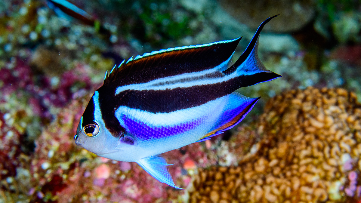 Bellus Angelfish - FEMALE