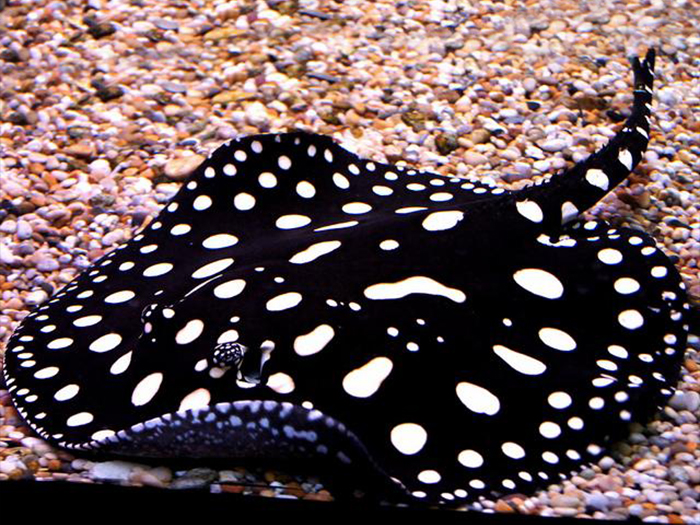 BLACK DIAMOND STING REY : 6 INCH