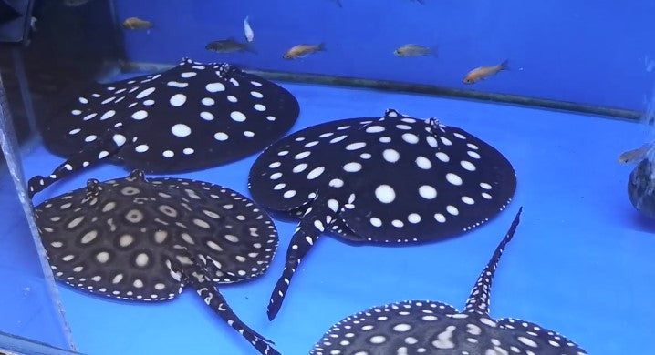 BLACK DIAMOND STING REY : 6 INCH