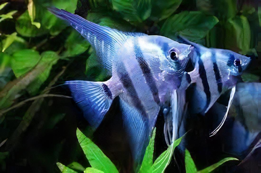Blue Angel - Pterophyllum scalare