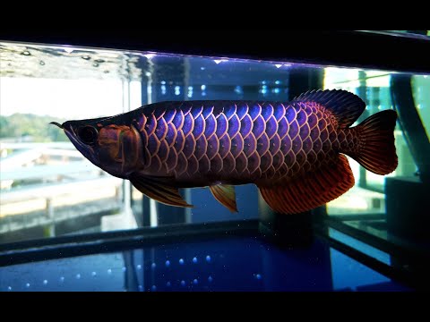 BLUEBASE GOLDEN HEAD AROWANA: 12 INCH