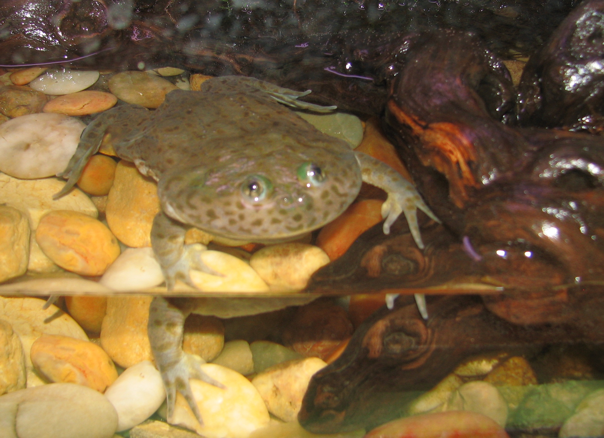 Budgett’s frog