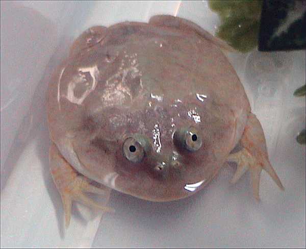 Budgett’s frog