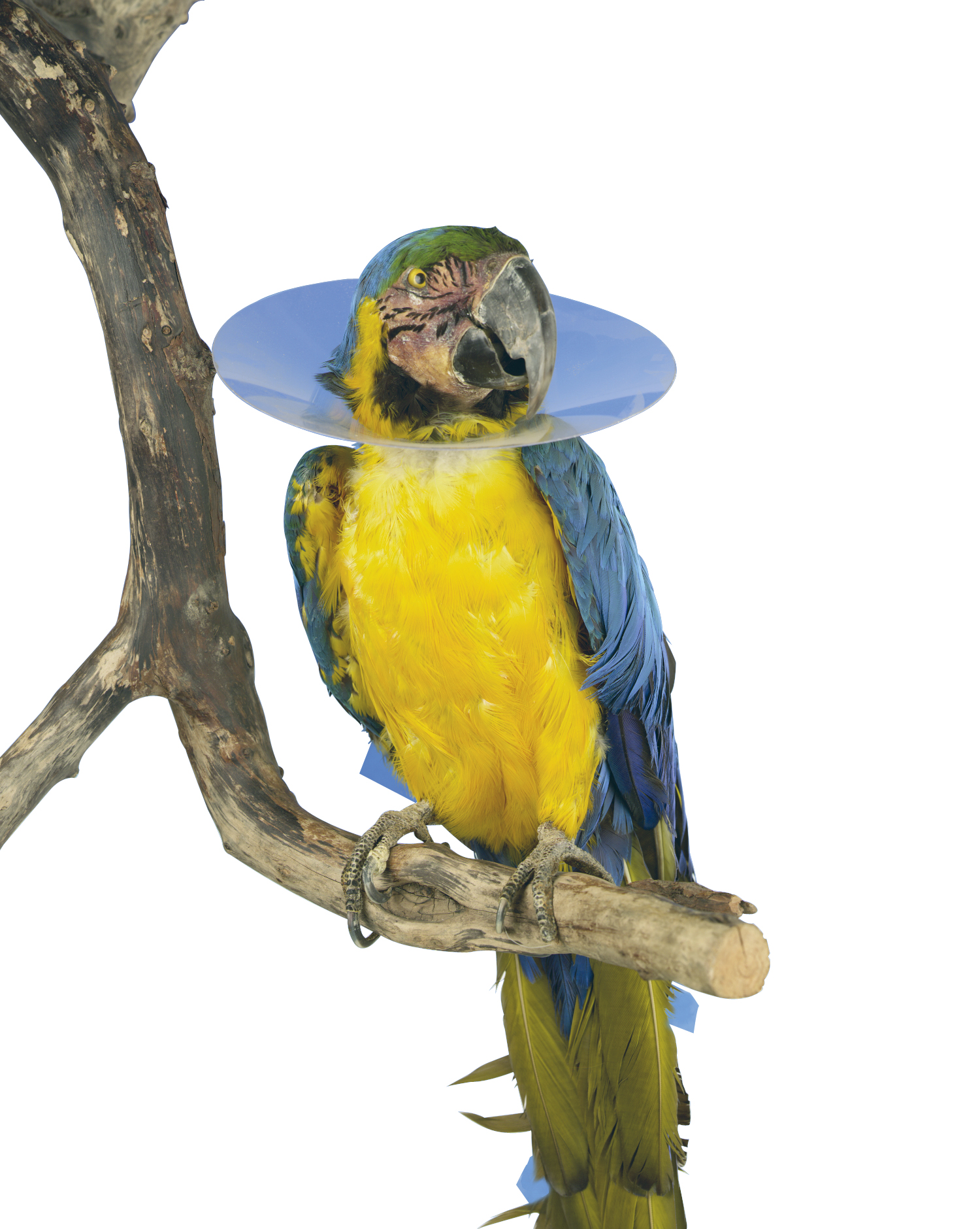 Buster Bird Collar 140mm, Pack of 10