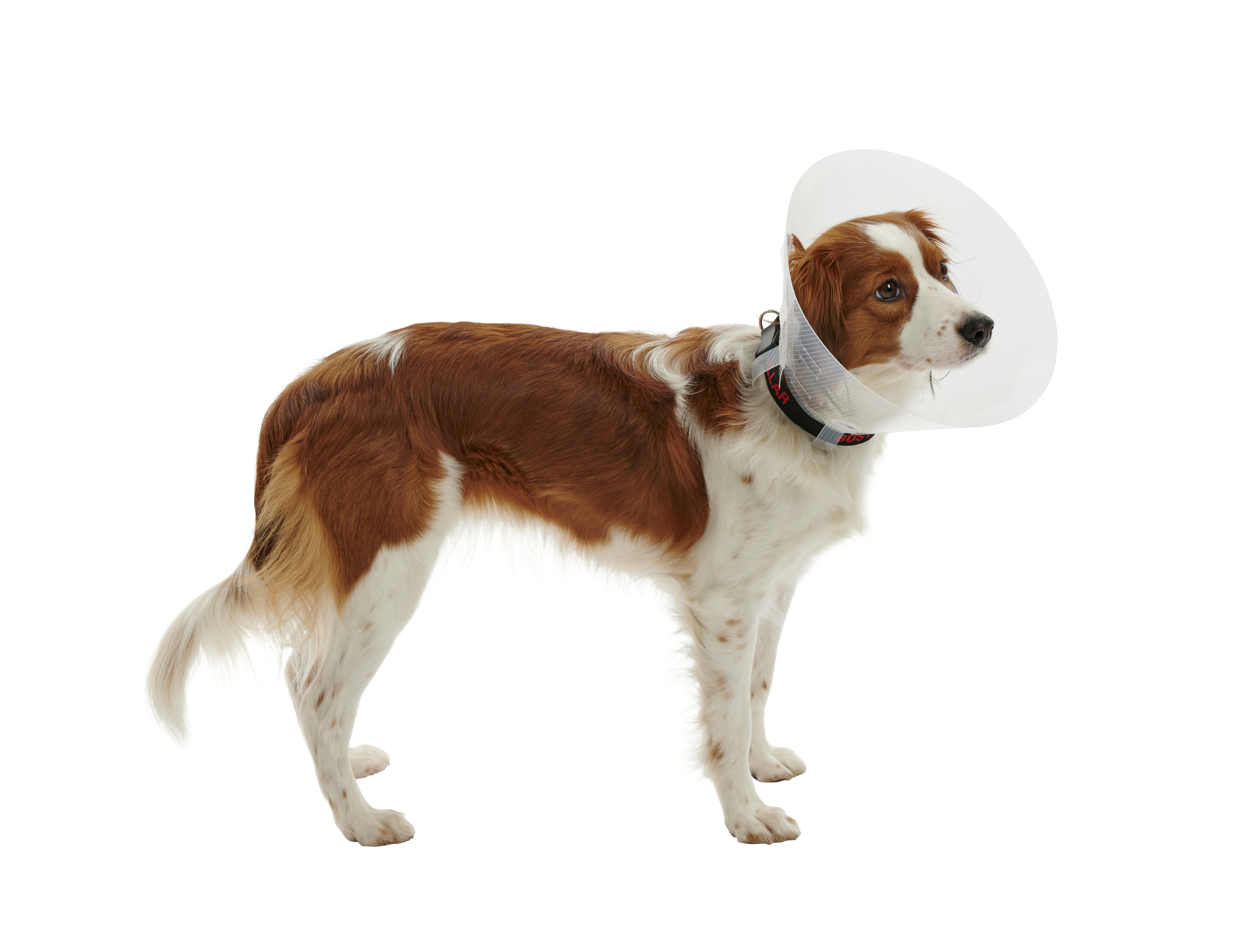 Buster Classic Dog Collar Transparent 10Cm, Pack of 10