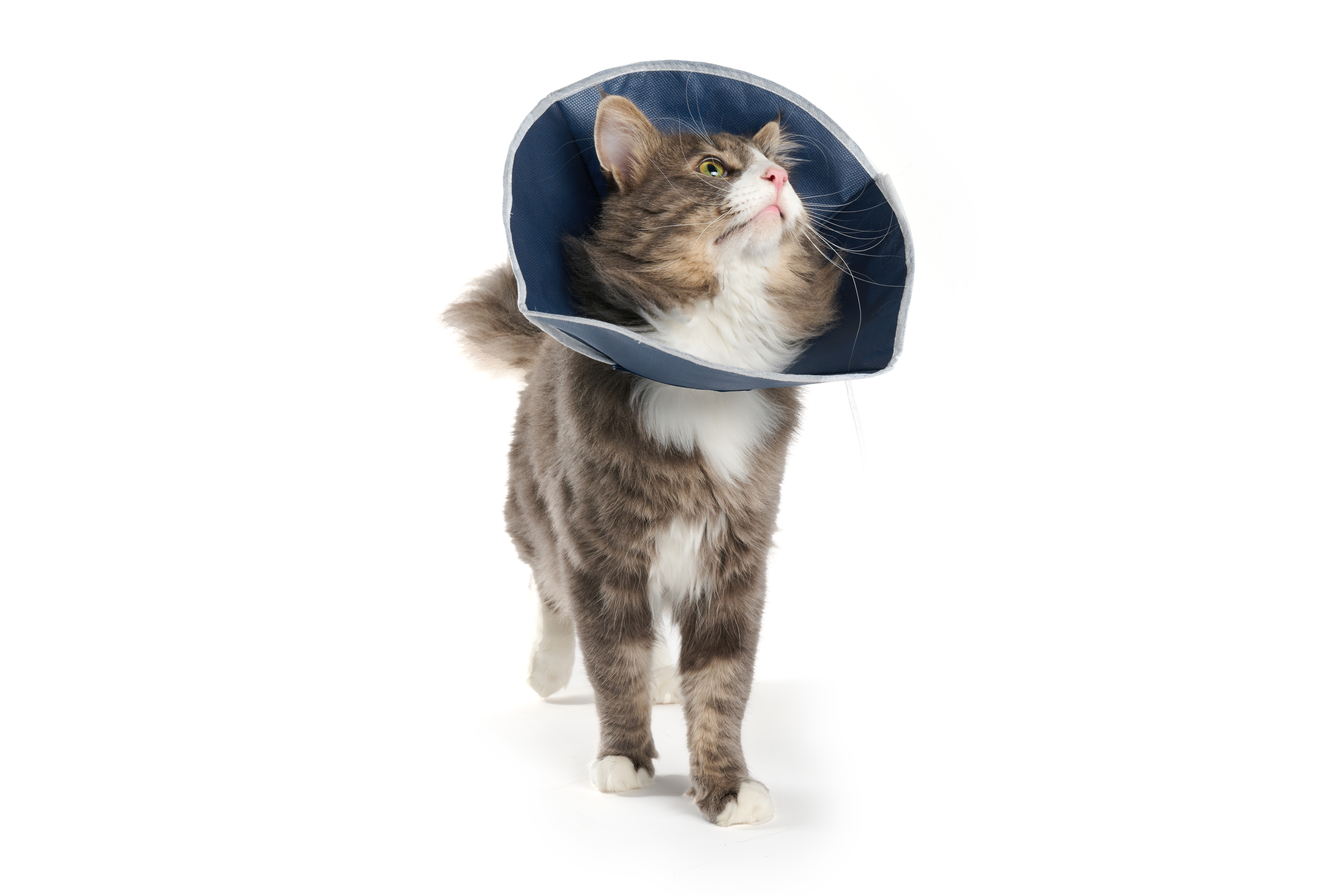 Buster Soft Collar for Cats and Small Dogs, Pack of 10