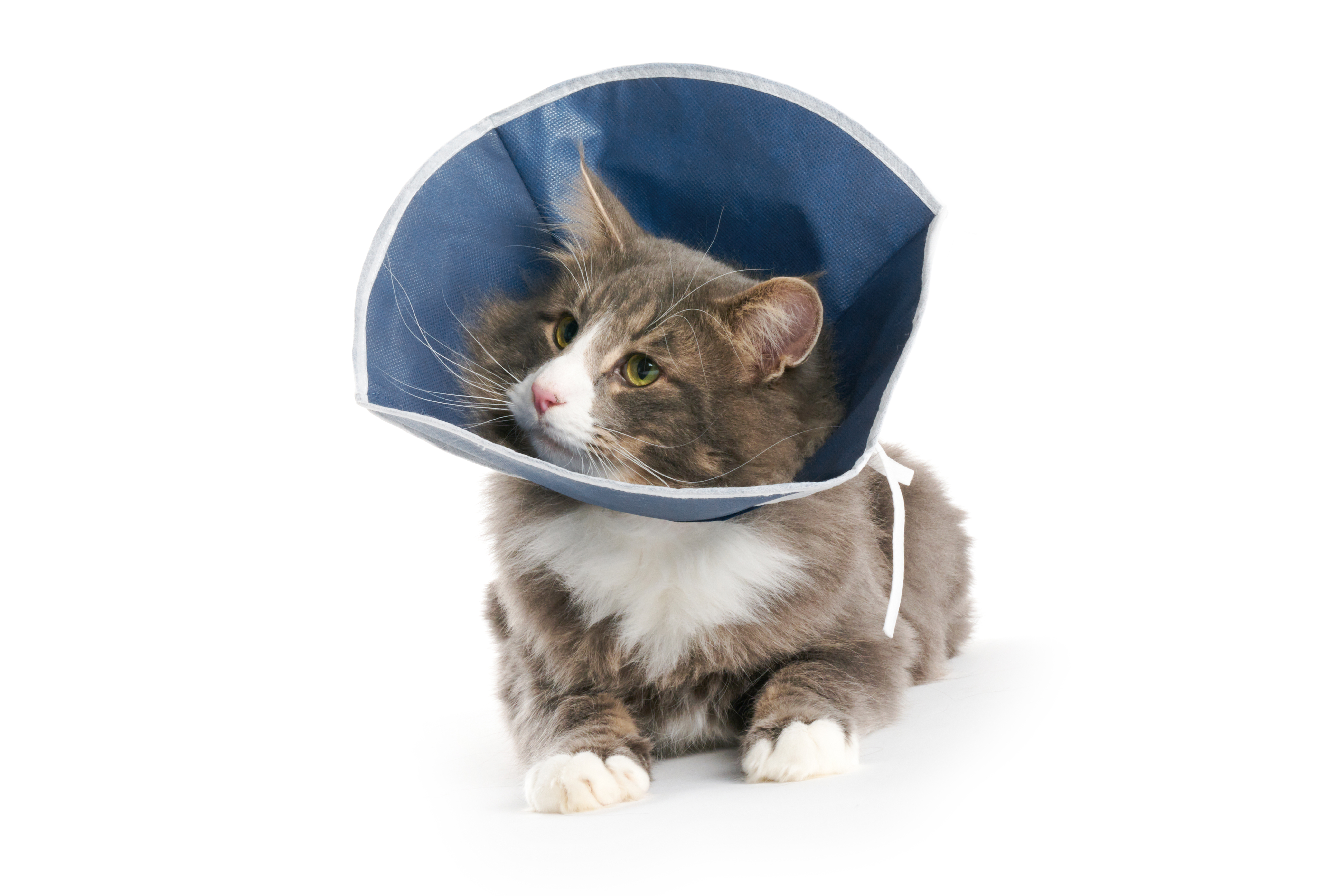 Buster Soft Collar for Cats and Small Dogs, Pack of 10