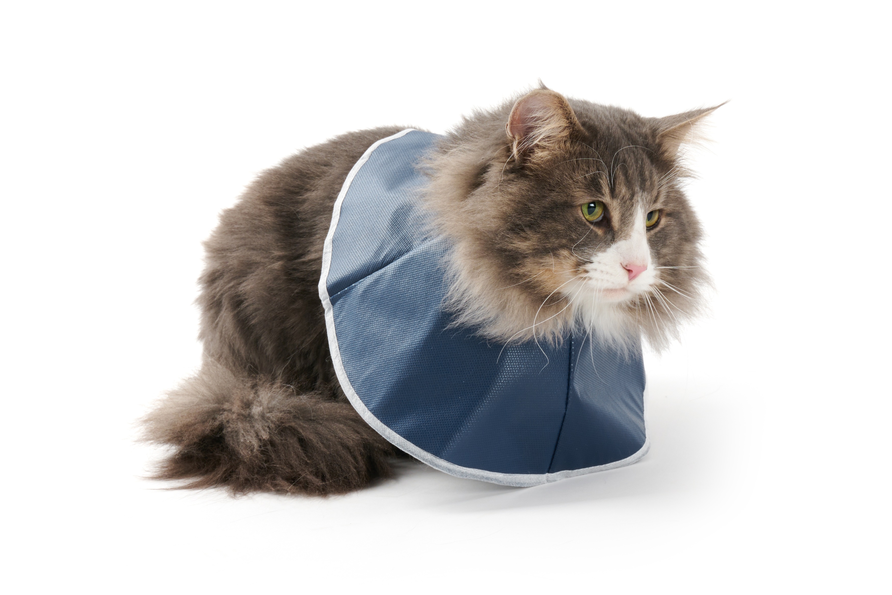 Buster Soft Collar for Cats and Small Dogs, Pack of 10
