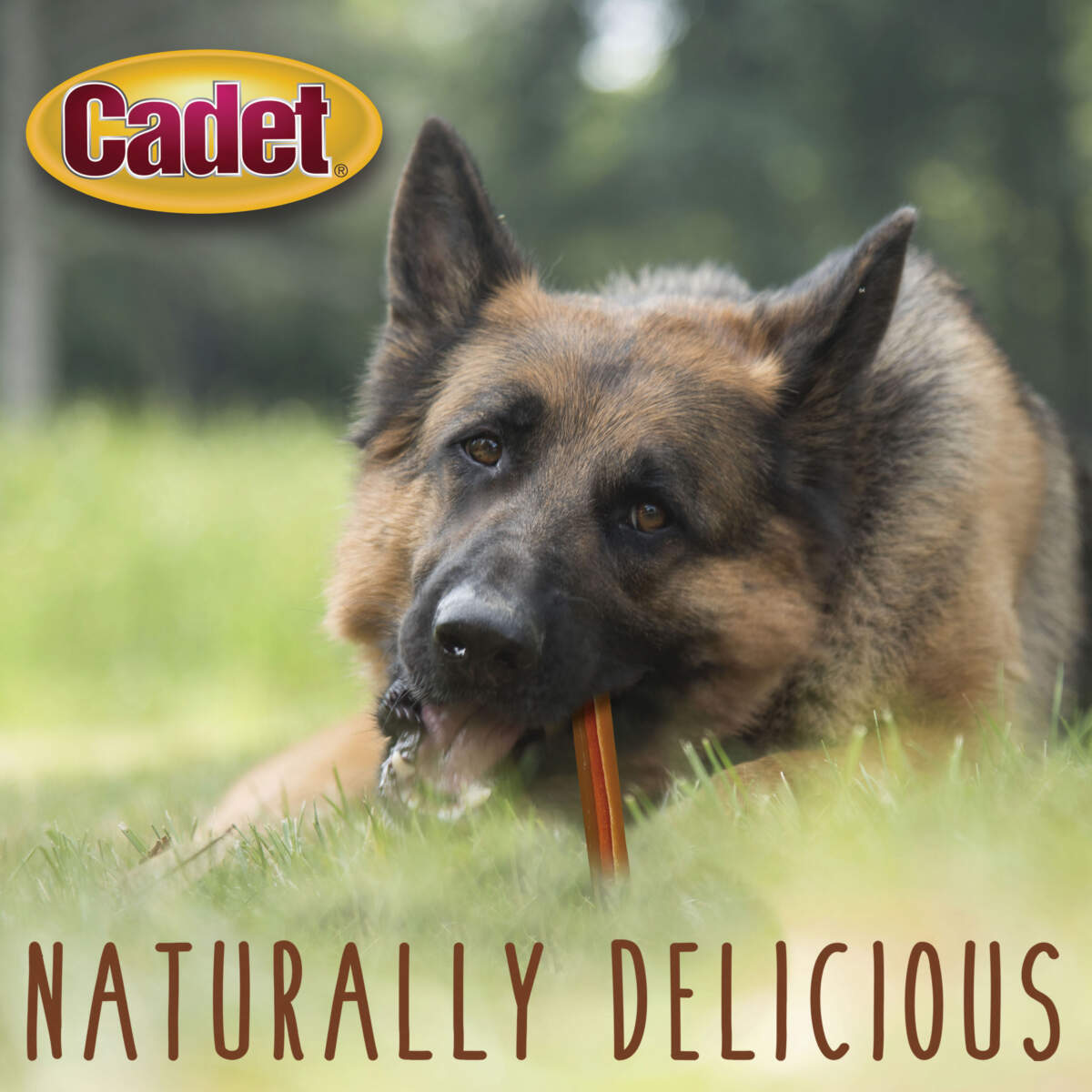 Cadet 10 pk. Choice Chews Rolls - Peanut Butter Flavor Dog Treats & Chews