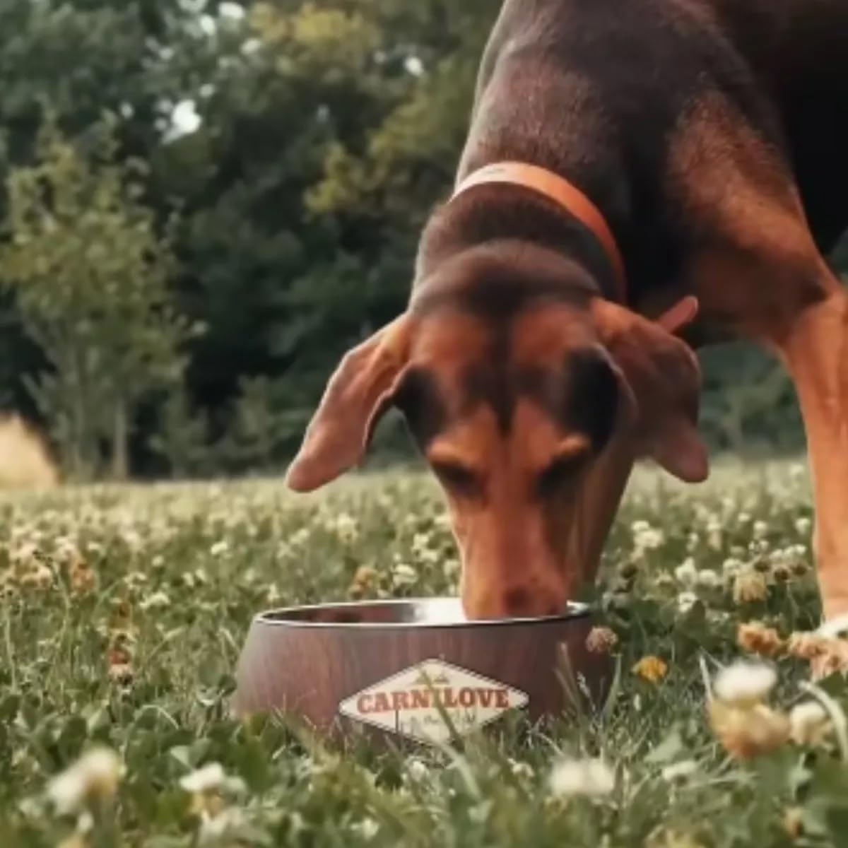 Carnilove Buffalo with Rose Blossom for Adult Dogs (Wet Food Pouches) 300g