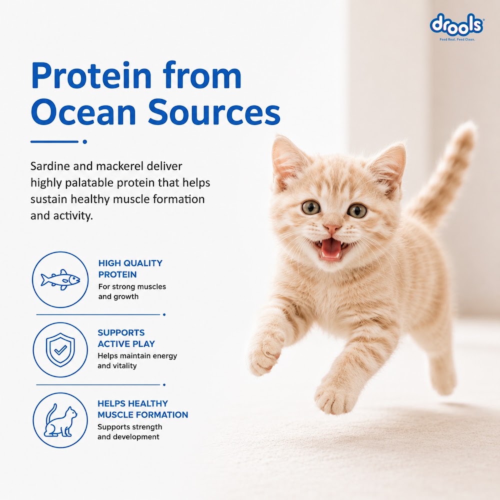 Drools Kitten(1-12 Months) Dry Cat Food, Ocean Fish, 1.2kg with Free Container
