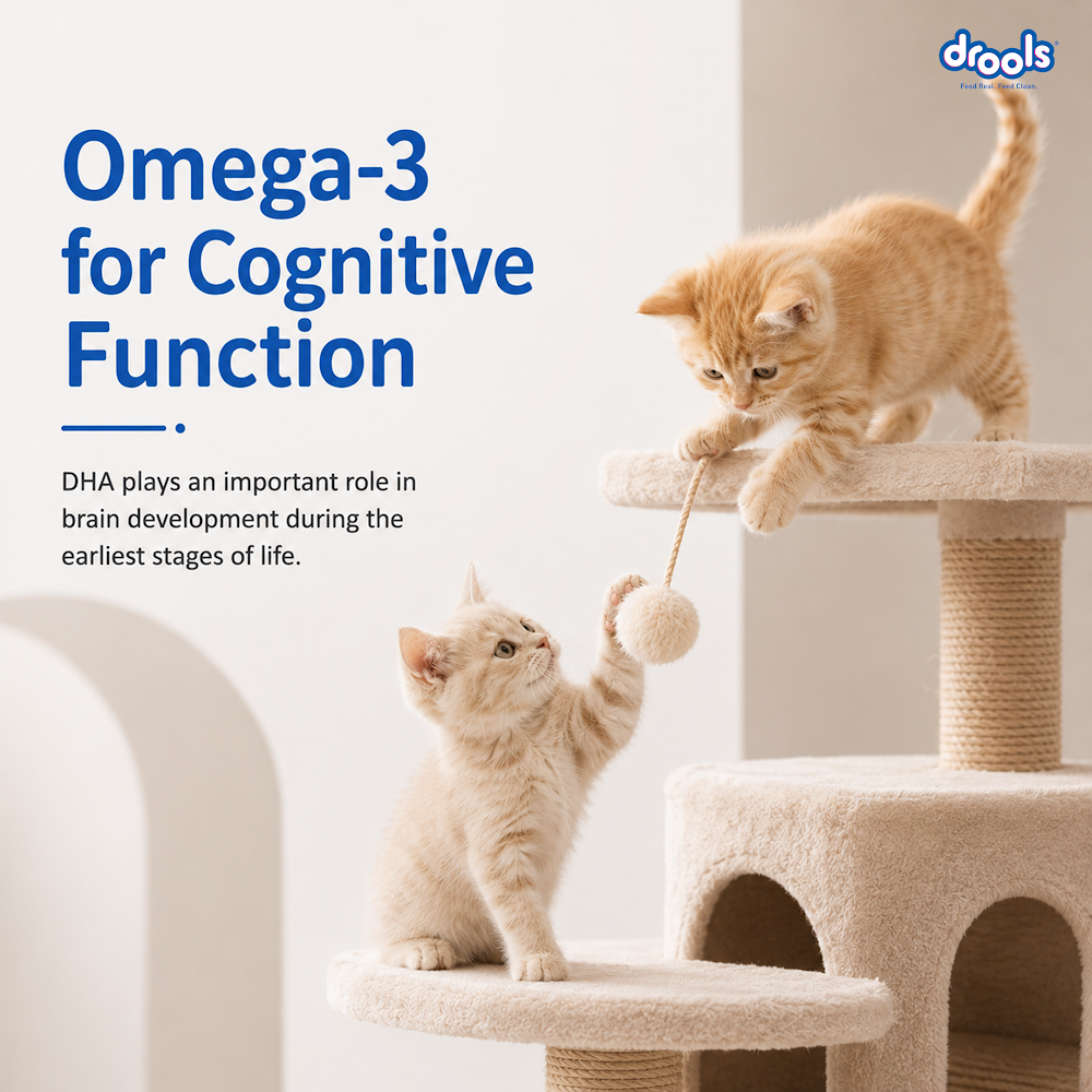 Drools Kitten(1-12 Months) Dry Cat Food, Ocean Fish, 1.2kg with Free Container