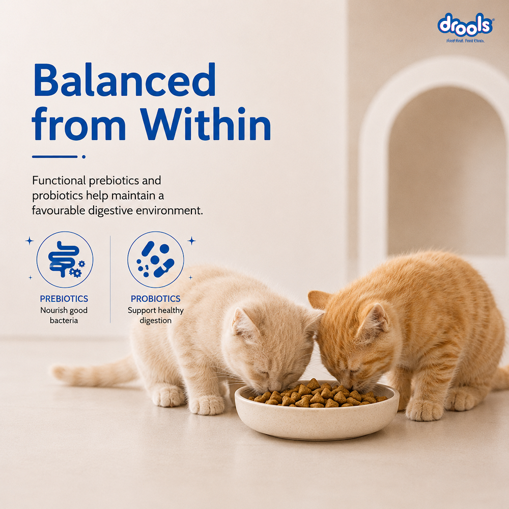Drools Kitten(1-12 Months) Dry Cat Food, Ocean Fish, 1.2kg with Free Container