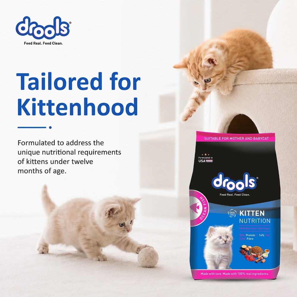 Drools Kitten(1-12 Months) Dry Cat Food, Ocean Fish, 1.2kg with Free Container
