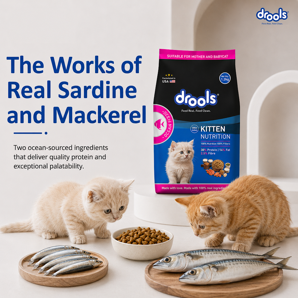 Drools Kitten(1-12 Months) Dry Cat Food, Ocean Fish, 1.2kg with Free Container