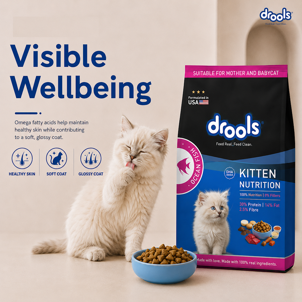 Drools Kitten(1-12 Months) Dry Cat Food, Ocean Fish, 1.2kg with Free Container
