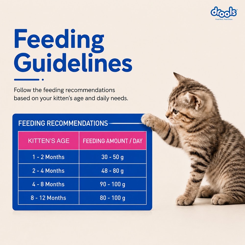 Drools Kitten(1-12 Months) Dry Cat Food, Ocean Fish, 1.2kg with Free Container