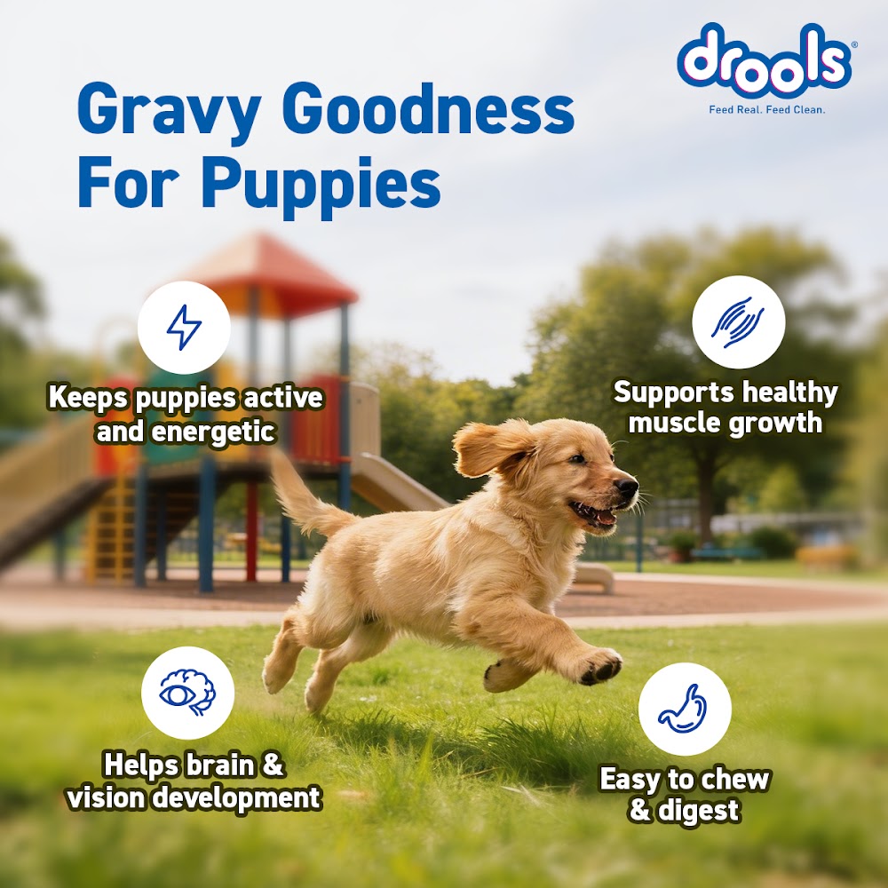 Drools Puppy Wet Dog Food, Real Chicken and Chicken Liver Chunks in Gravy,10 Pouches + 2 Pouches Free (12 x 60g )