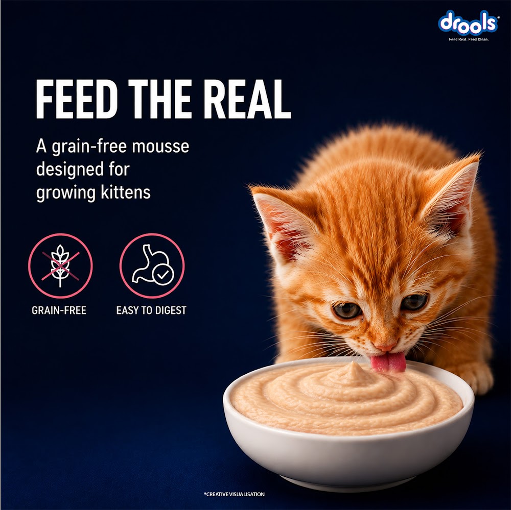 Drools Salmon Mousse Kitten 80gm (5+1) P