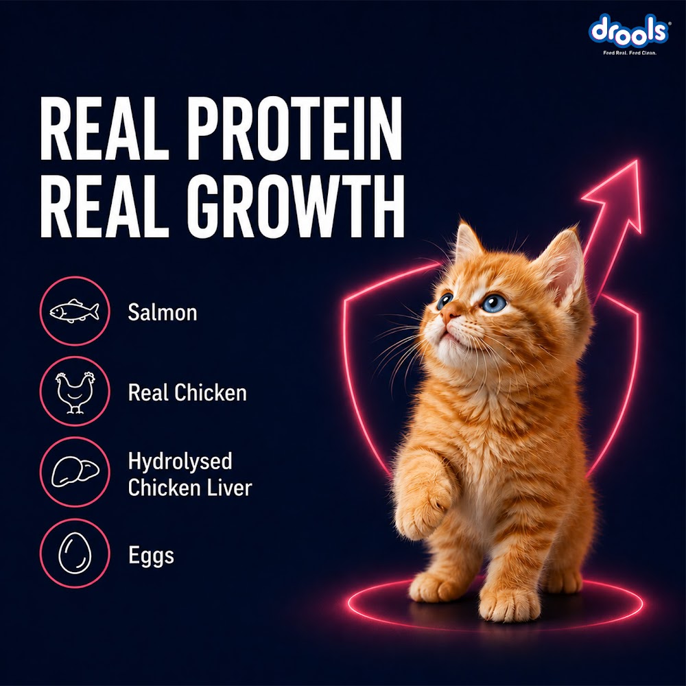 Drools Salmon Mousse Kitten 80gm (5+1) P