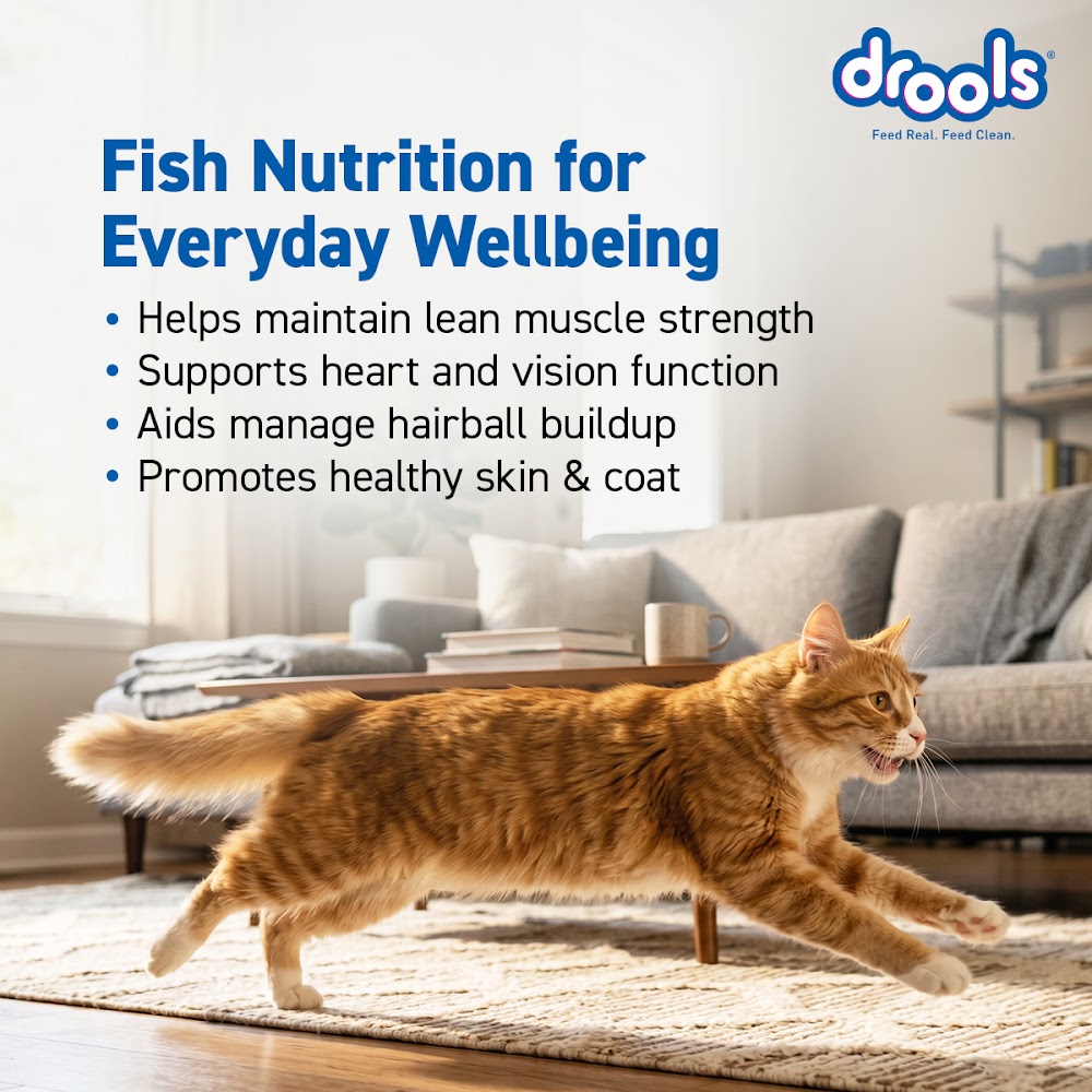 Drools Tuna & Salmon Adult Cat Food, 1.2kg