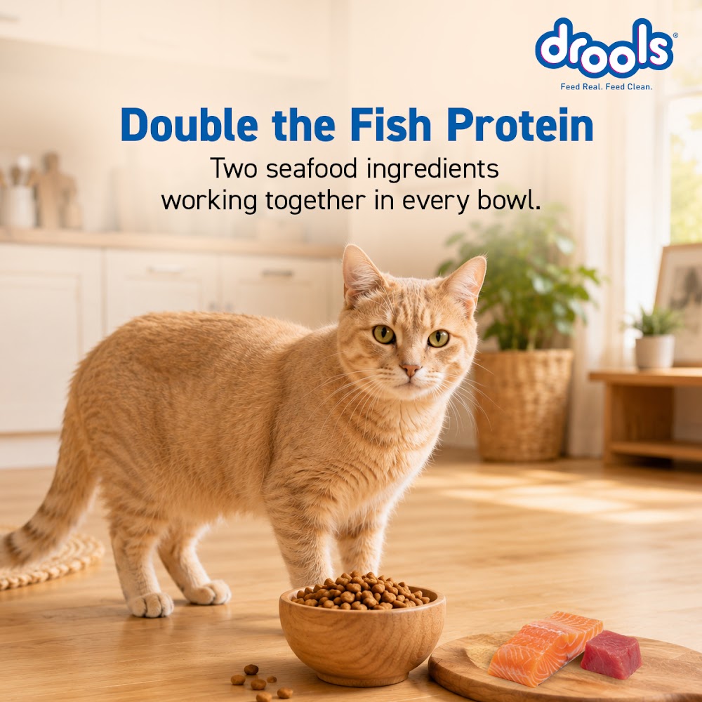 Drools Tuna & Salmon Adult Cat Food, 1.2kg