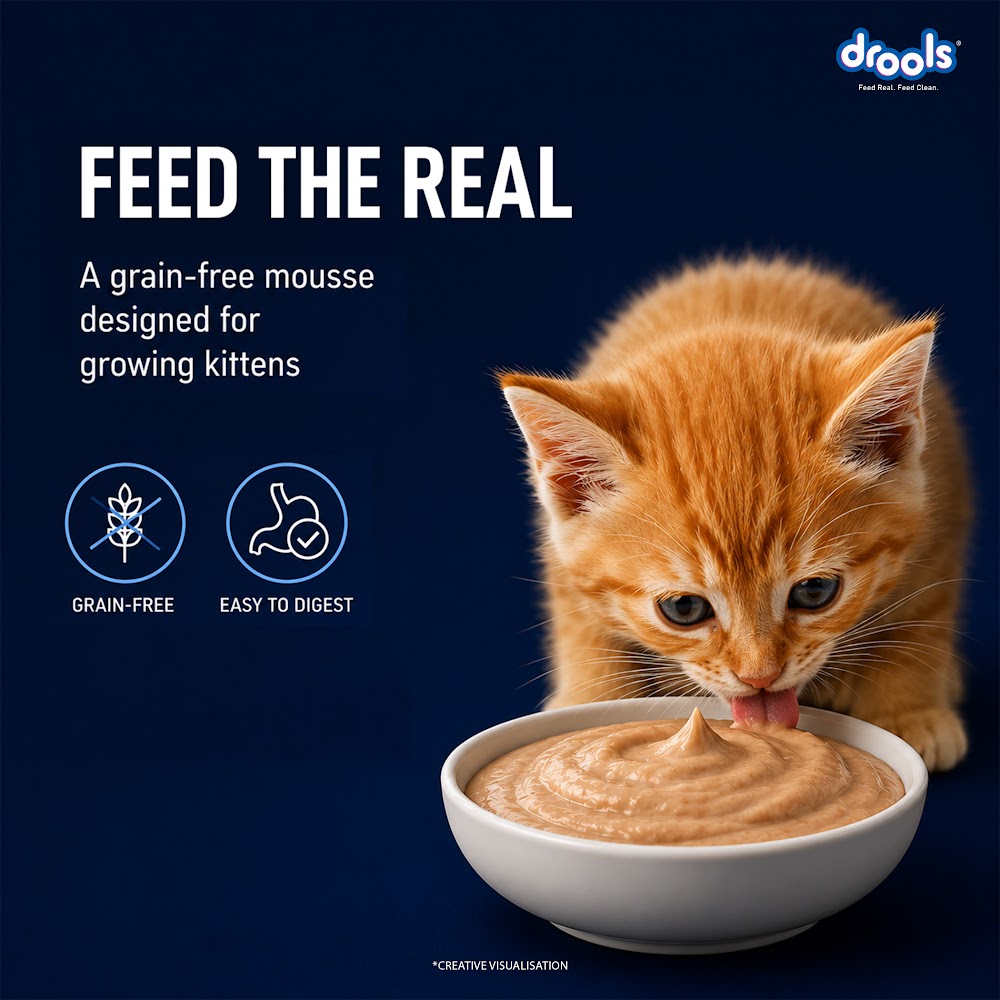 DroolsOceanFish MousseKitten80gm(5+1)Pc