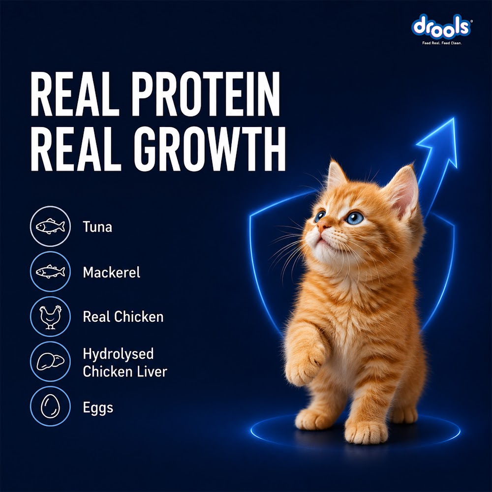 DroolsOceanFish MousseKitten80gm(5+1)Pc