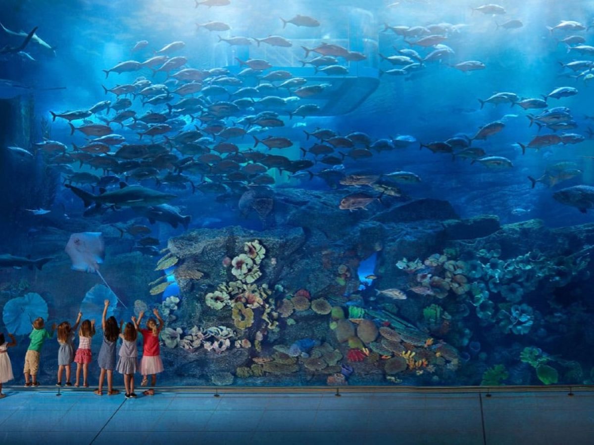 Dubai Aquarium Underwater zoo Basic Entry