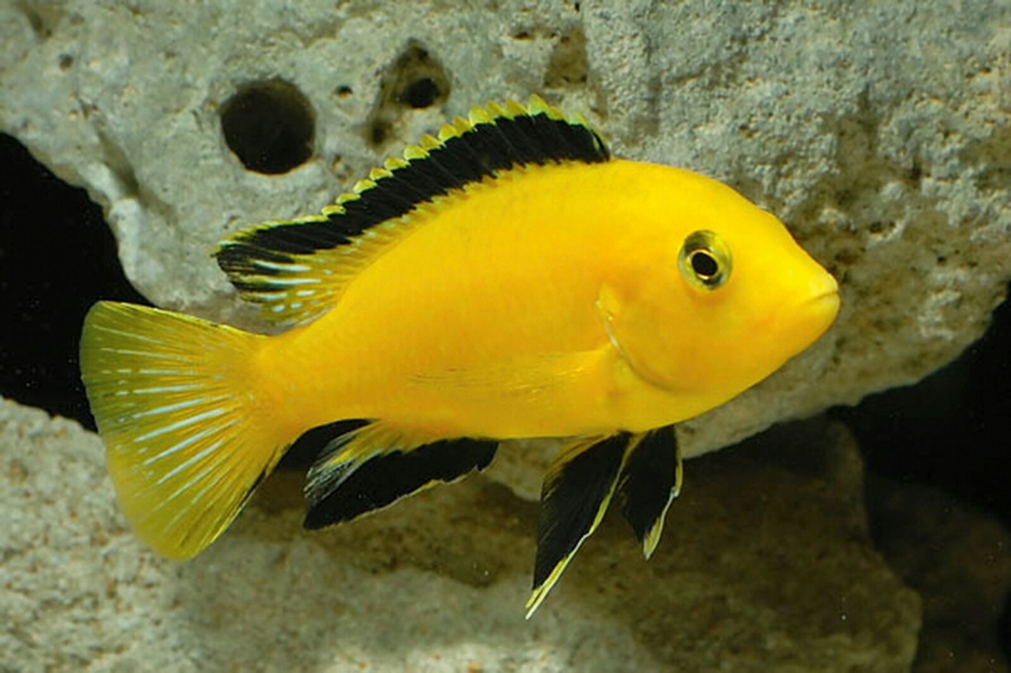 Electric Yellow Lab (Malawi) - Labidochromis caeruleus