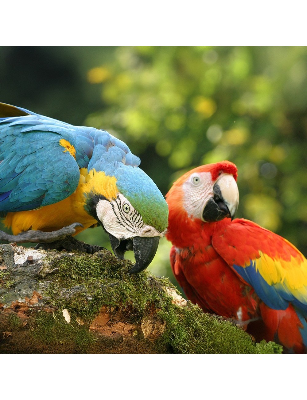 St Laurent Parrot Fruit (15 Kg) - Complete Extruded Pellet Diet for Psittacidae (Parrots, Large Parakeets) - Made in France