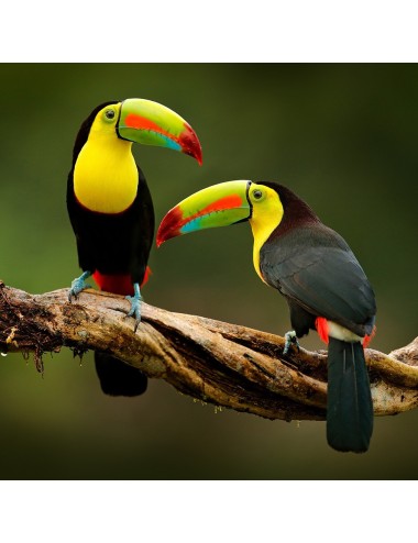 St Laurent Toucan & Hornbill (10 Kg) - Complete Extruded Pellet Diet for Toucans & Hornbills - Made in France
