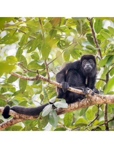 St Laurent Leaf Eater Primate (10 Kg) - Complete Extruded Pellet Diet for all Old and New World Leaf-eating Primates - Made in France