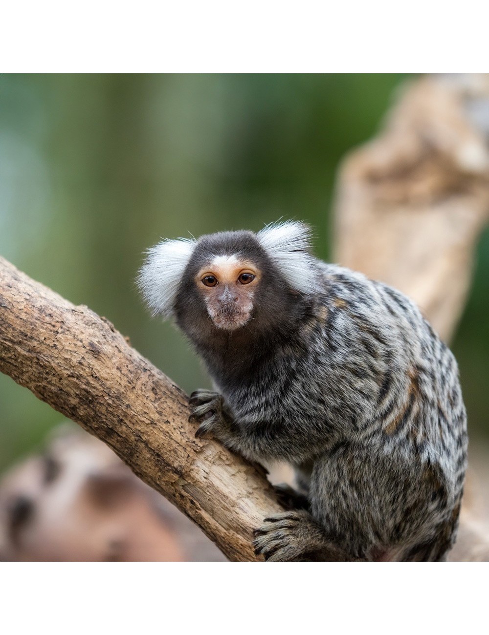 St Laurent Small New World Primate (10 Kg) - Complete Extruded Pellet Diet for Small New World Primates - Made in France