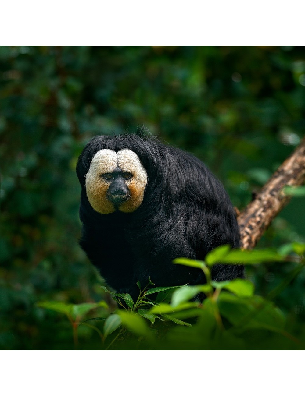 St Laurent New World Primate (10 Kg) - Complete Extruded Pellet Diet for New World Primates - Made in France
