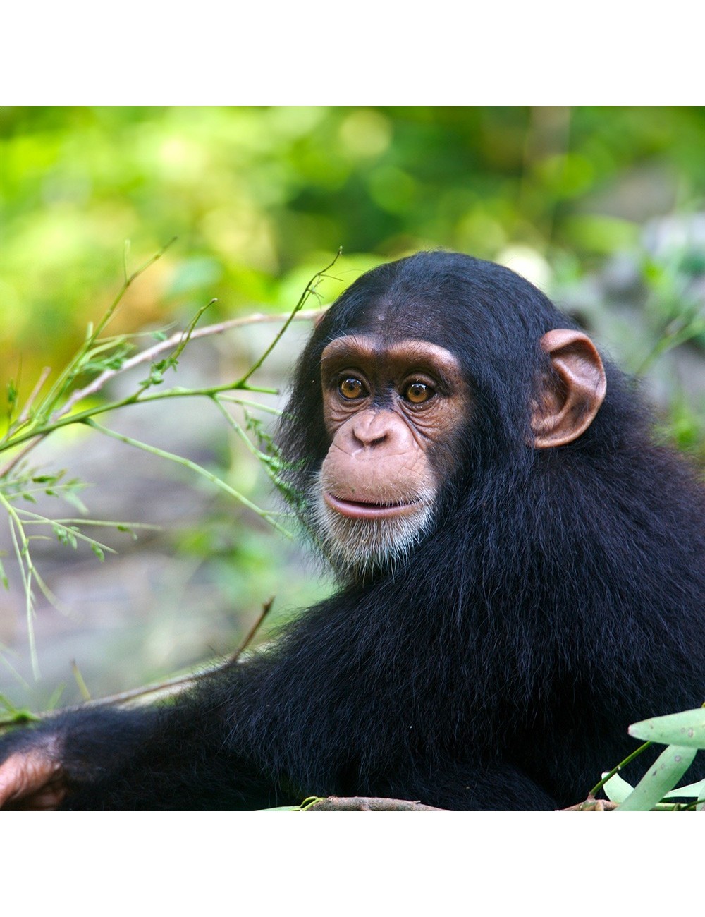 St Laurent Old World Primate (10 Kg) - Complete Extruded Pellet Diet for Old World Primates - Made in France