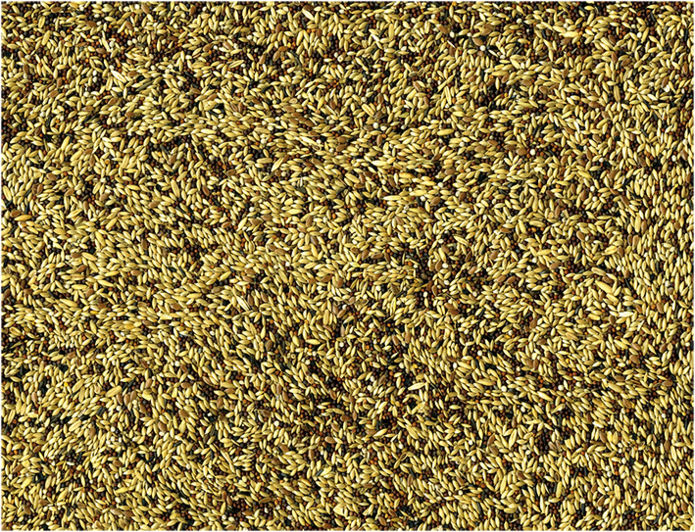 Expiring On- 18/03-  VADIGRAN  Canaries 1 kg