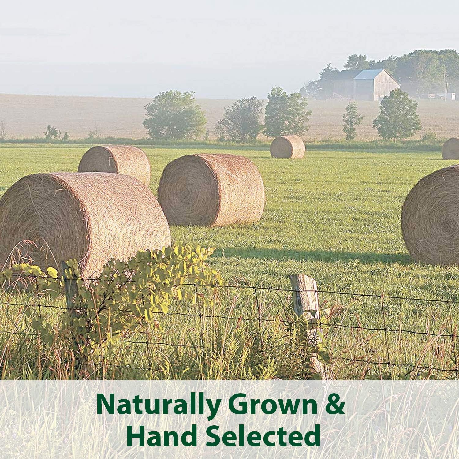 Expiring On-  19/02/2026- Kaytee Kt Timothy Cubes 6/1Lb Small Animal Hay 500g