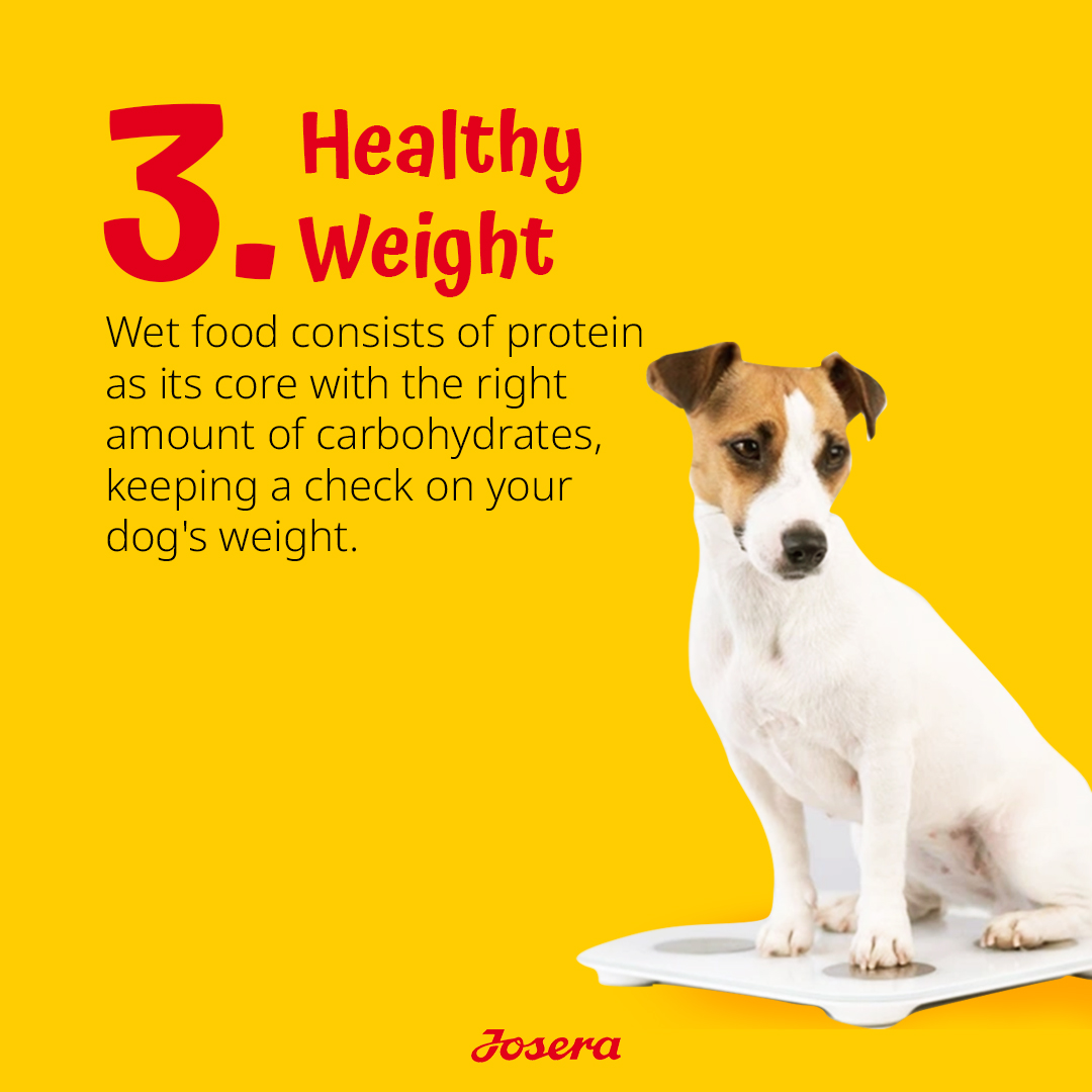 Expiry Date - 10/01/2026 Josera Josi Dog Junior Dry Food - 15kg