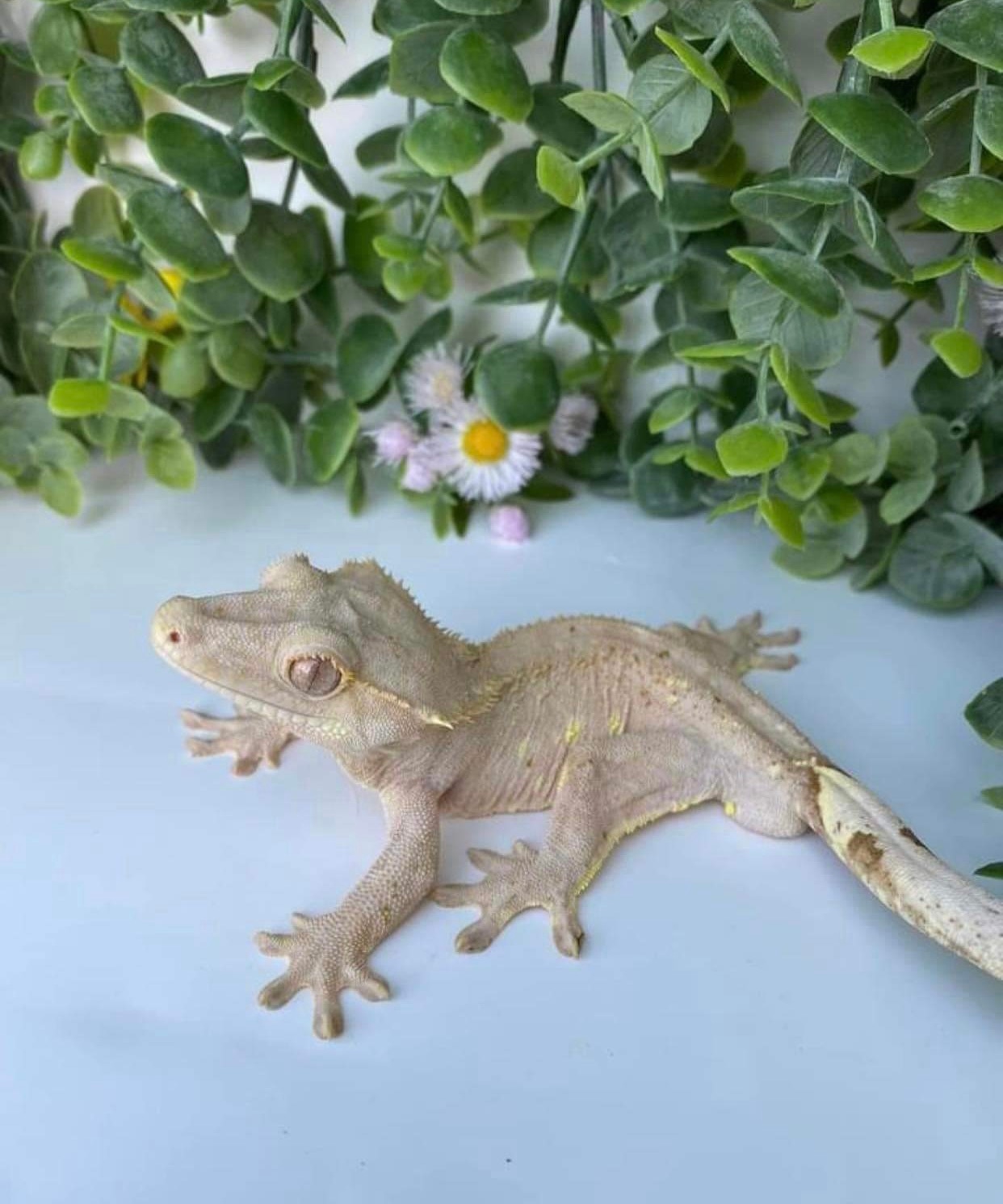 Geckos Crested