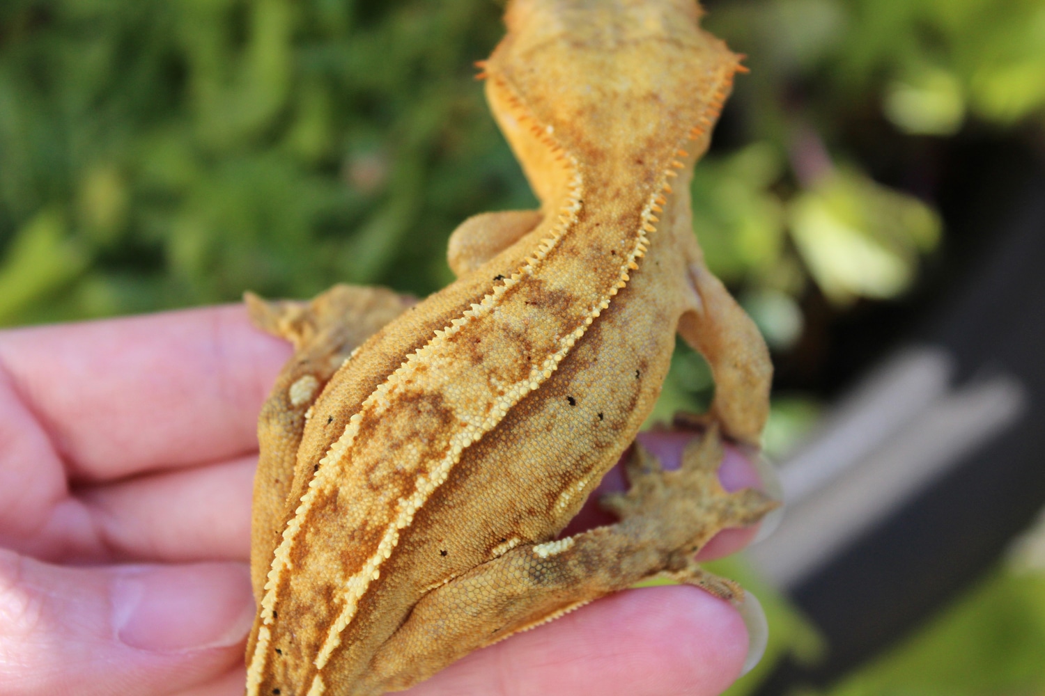 Geckos Crested