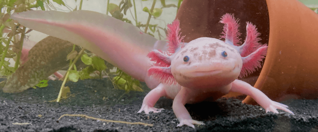 Golden / Pink Axolotl