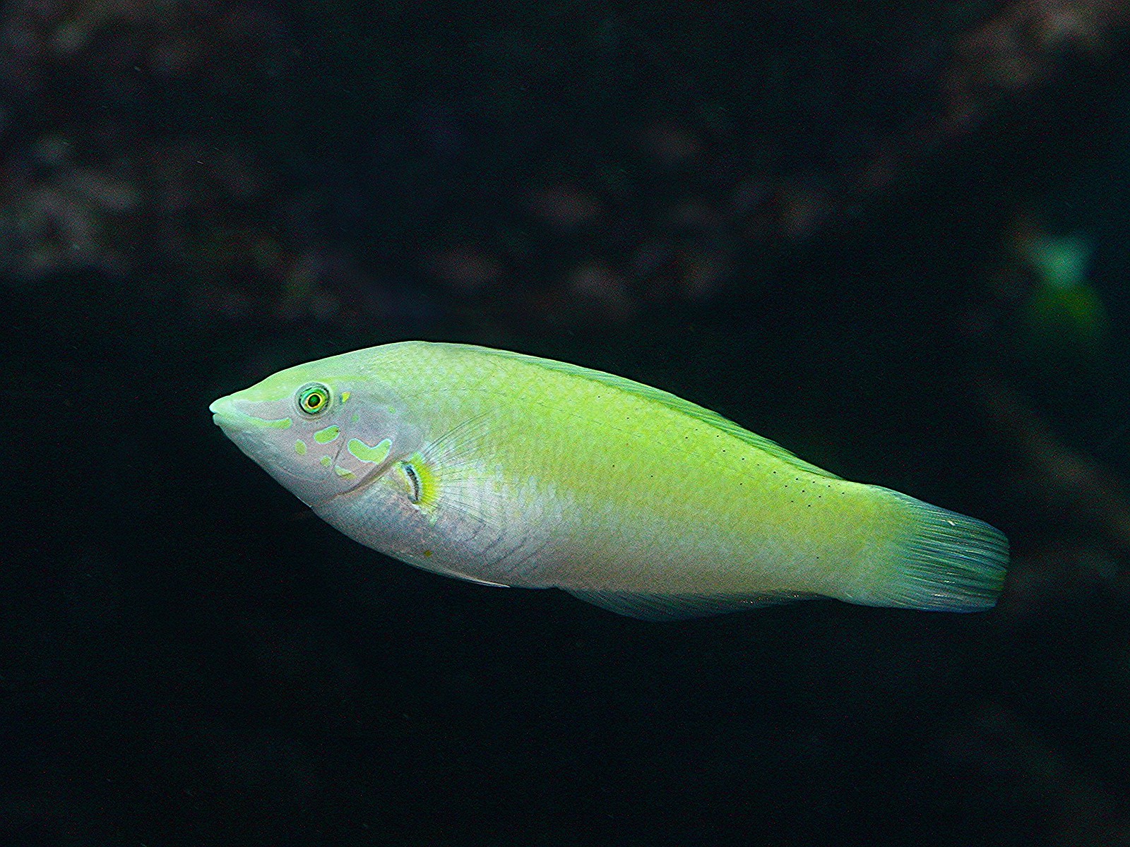 Green Wrasse